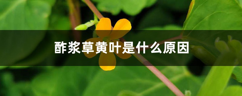 酢浆草黄叶的原因和处理办法 酢浆草黄叶的原因和处理办法
