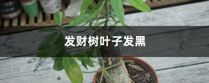 发财树叶子发黑怎么办 发财树叶子发黑怎么办