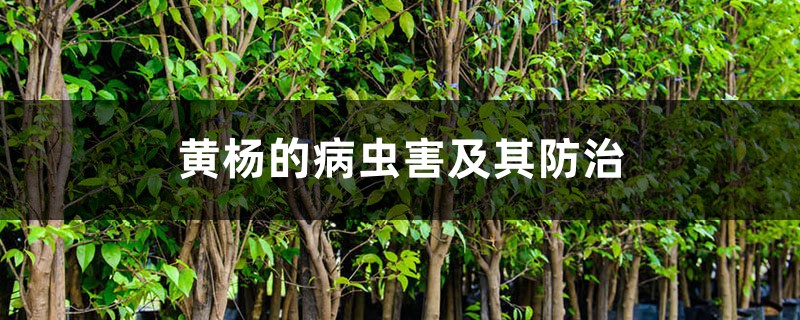 黄杨的病虫害及其防治 黄杨的病虫害及其防治