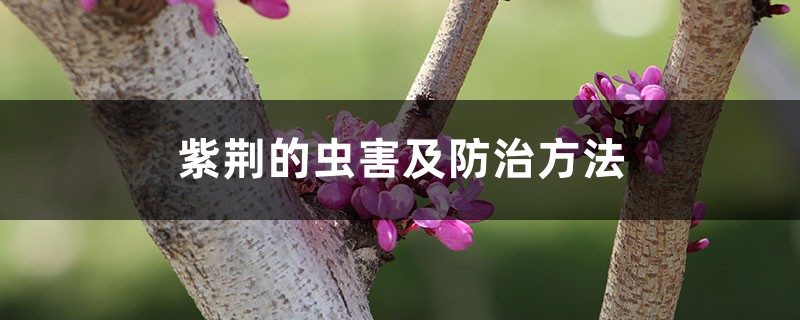 紫荆的虫害及防治方法 紫荆的虫害及防治方法