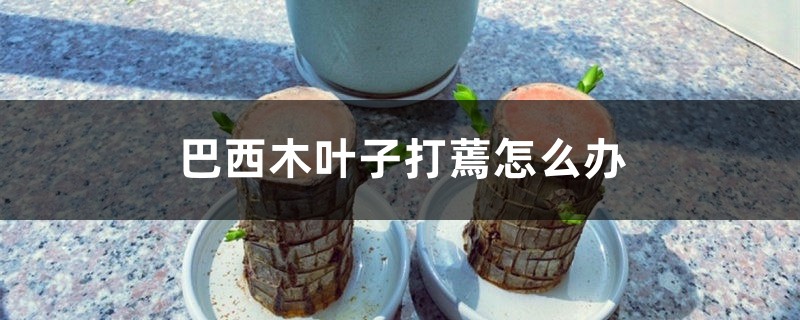 巴西木叶子打蔫怎么办 巴西木叶子打蔫怎么办