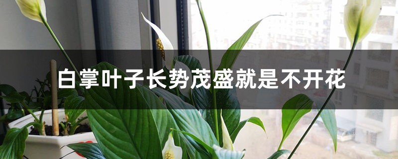 白掌叶子长势茂盛就是不开花的原因 白掌叶子长势茂盛就是不开花的原因