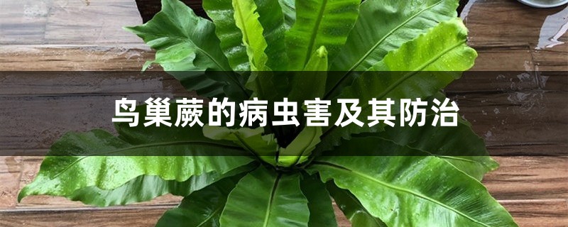 鸟巢蕨的病虫害及其防治 鸟巢蕨的病虫害及其防治