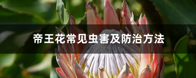 帝王花常见虫害及防治方法 帝王花常见虫害及防治方法