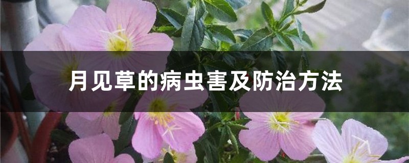 月见草的病虫害及防治方法 月见草的病虫害及防治方法