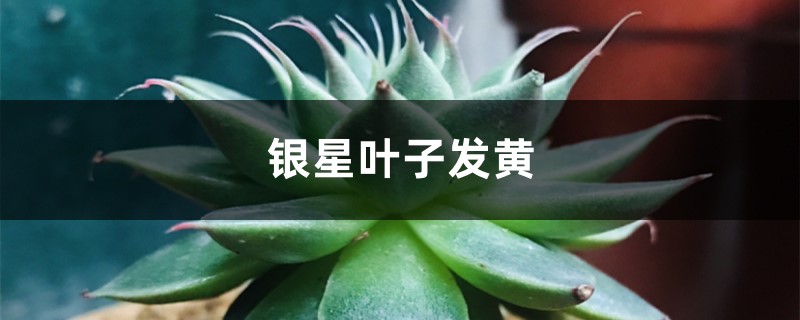 银星黄叶的原因和处理办法 银星黄叶的原因和处理办法