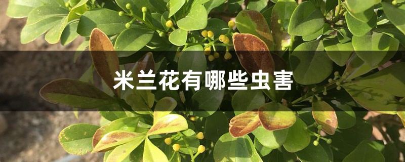 米兰花有哪些虫害 米兰花有哪些虫害