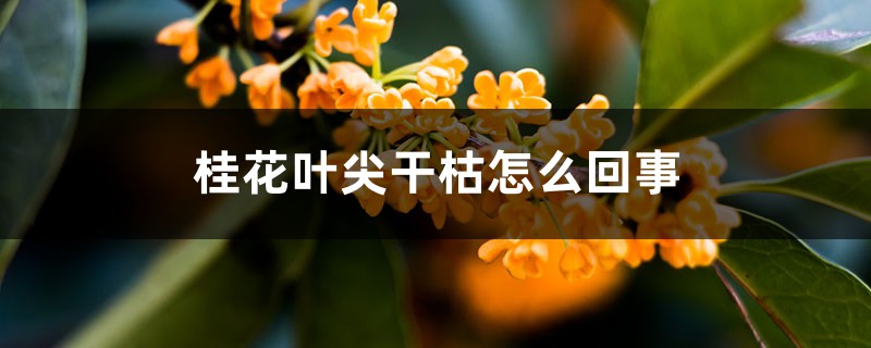 桂花叶尖干枯怎么回事 桂花叶尖干枯怎么回事