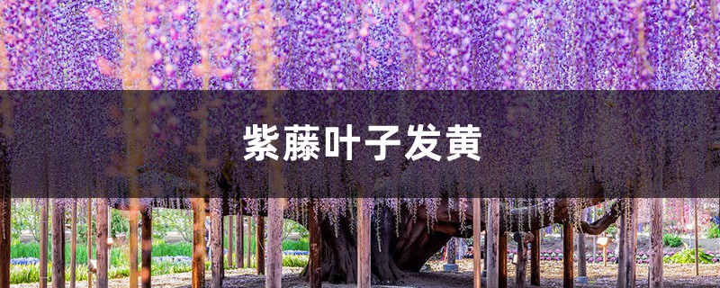 紫藤黄叶的原因和处理办法 紫藤黄叶的原因和处理办法