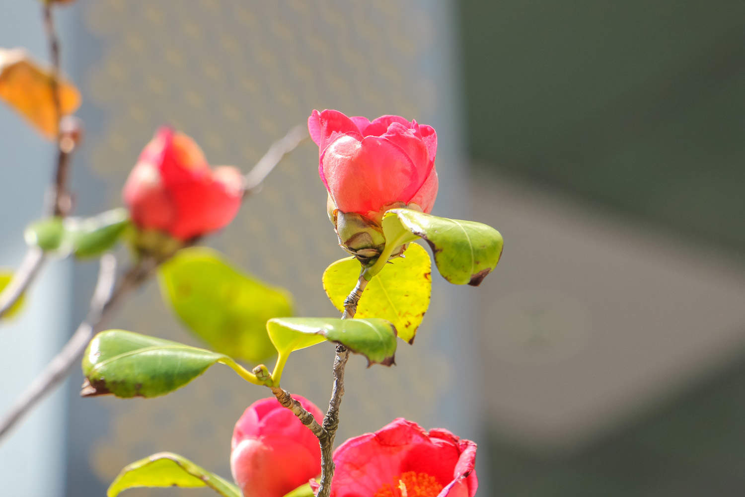 茶花 茶花