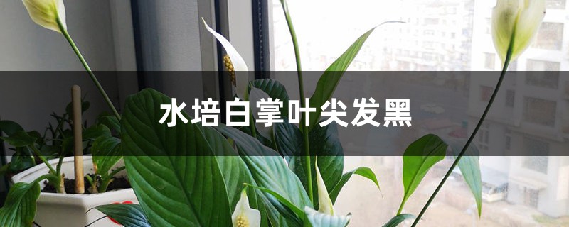 水培白掌叶尖发黑的原因 水培白掌叶尖发黑的原因