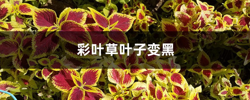 彩叶草叶子变黑的原因 彩叶草叶子变黑的原因