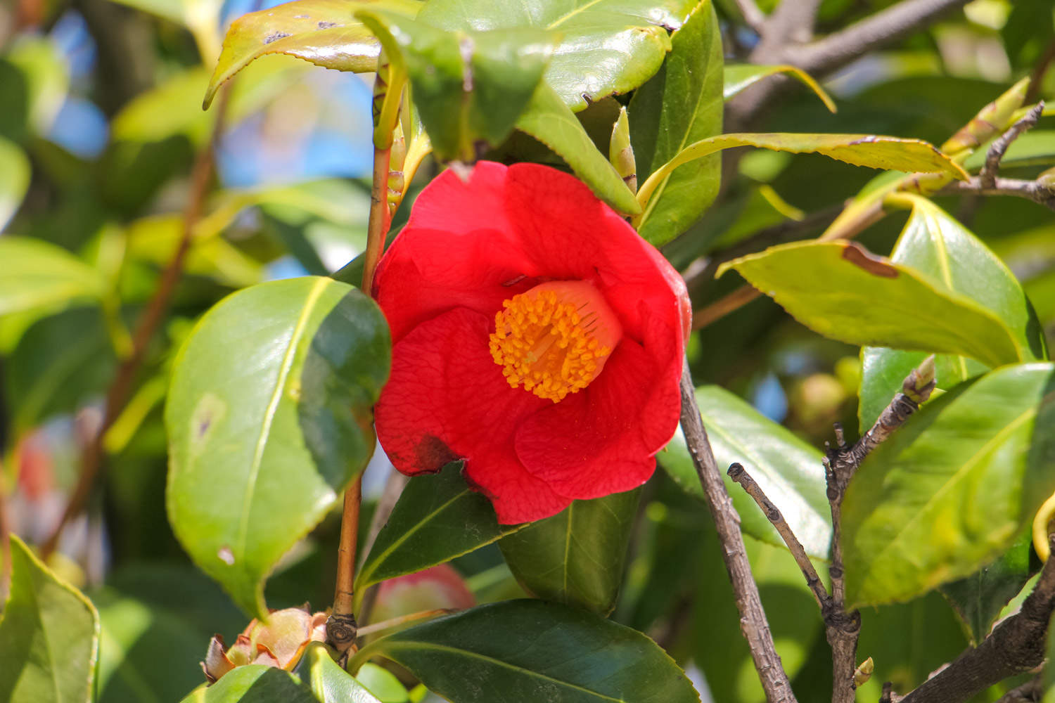 茶花 茶花