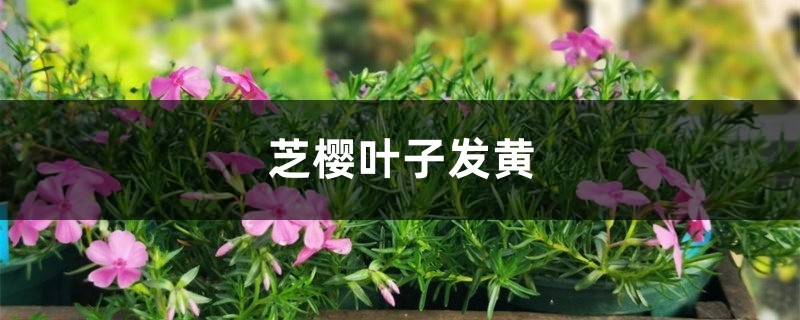 芝樱黄叶的原因和处理办法 芝樱黄叶的原因和处理办法