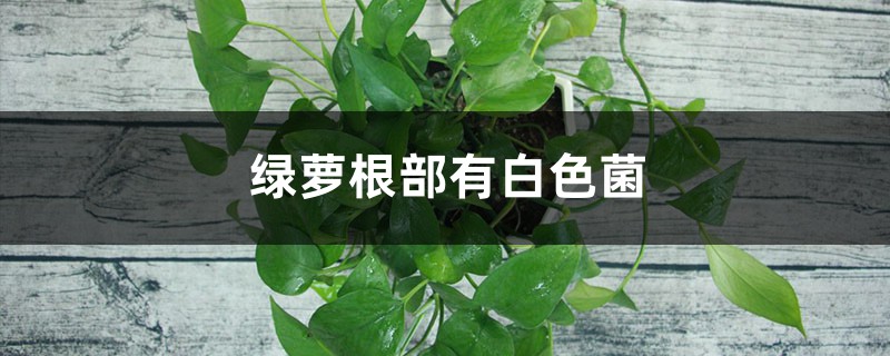 绿萝根部有白色菌的原因 绿萝根部有白色菌的原因