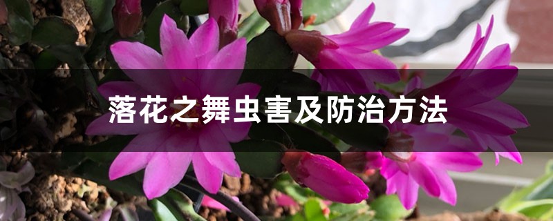 落花之舞虫害及防治方法 落花之舞虫害及防治方法