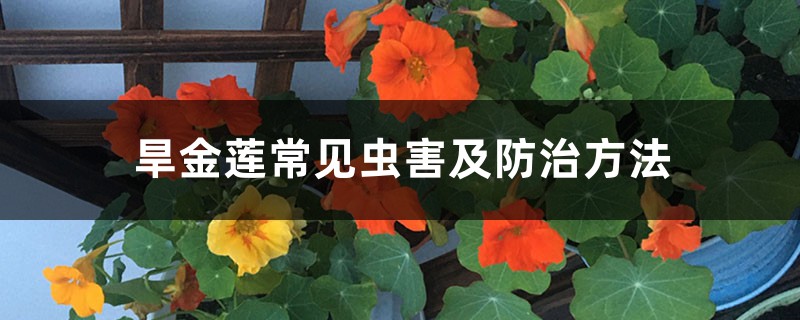 旱金莲常见虫害及防治方法 旱金莲常见虫害及防治方法