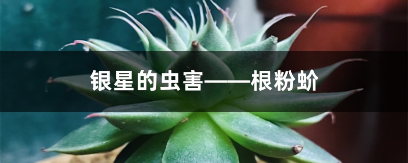 银星的虫害——根粉蚧 银星的虫害——根粉蚧