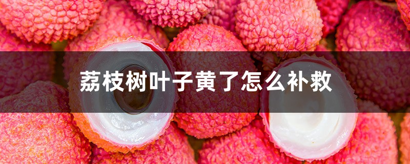荔枝树叶子黄了怎么补救 荔枝树叶子黄了怎么补救