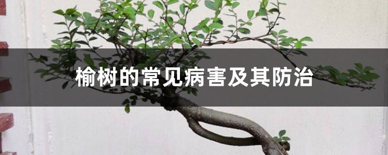 榆树的常见病害及其防治 榆树的常见病害及其防治
