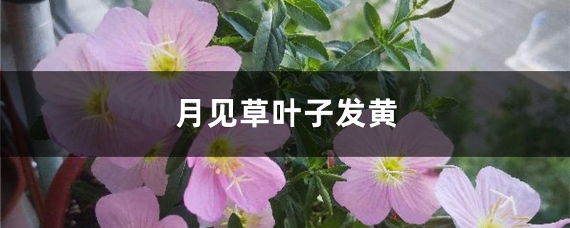 月见草黄叶的原因和处理办法 月见草黄叶的原因和处理办法