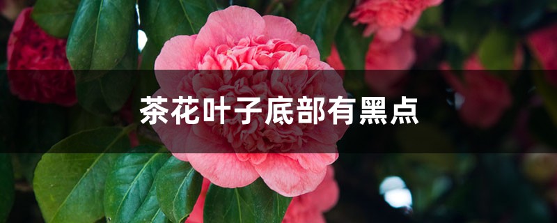 茶花叶子底部有黑点怎么回事 茶花叶子底部有黑点怎么回事