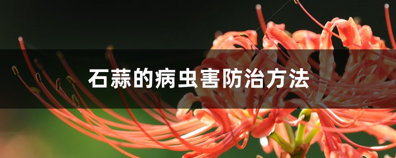 石蒜出现病虫害,这样防治更有效! 石蒜出现病虫害,这样防治更有效!