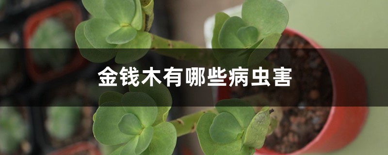 金钱木有哪些病虫害 金钱木有哪些病虫害