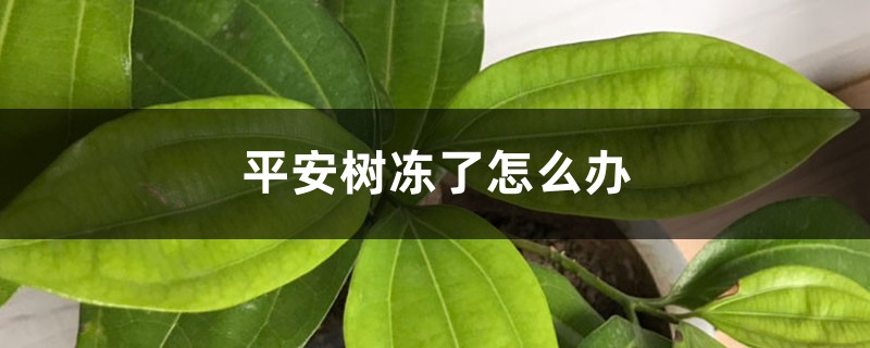 平安树冻了怎么办 平安树冻了怎么办