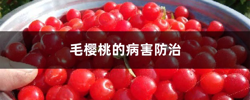 毛樱桃的病害防治 毛樱桃的病害防治