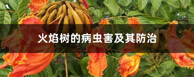 火焰树的病虫害及其防治 火焰树的病虫害及其防治