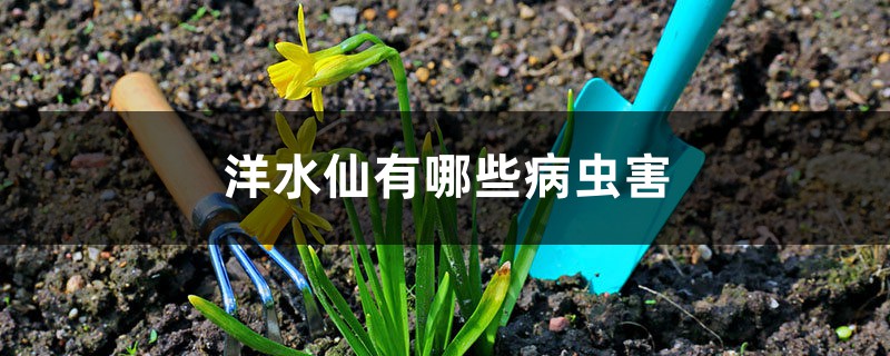 洋水仙有哪些病虫害 洋水仙有哪些病虫害