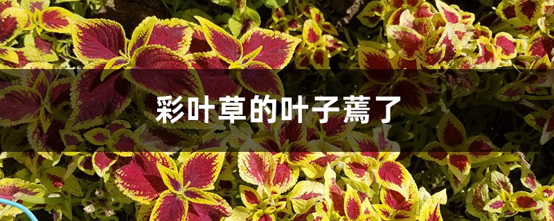 彩叶草的叶子蔫了怎么处理 彩叶草的叶子蔫了怎么处理