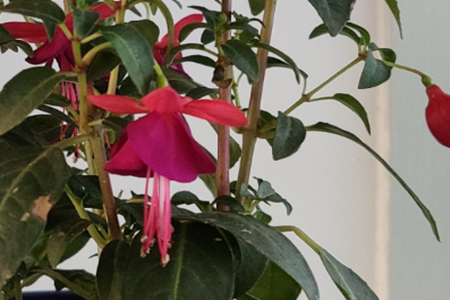 灯笼花 灯笼花