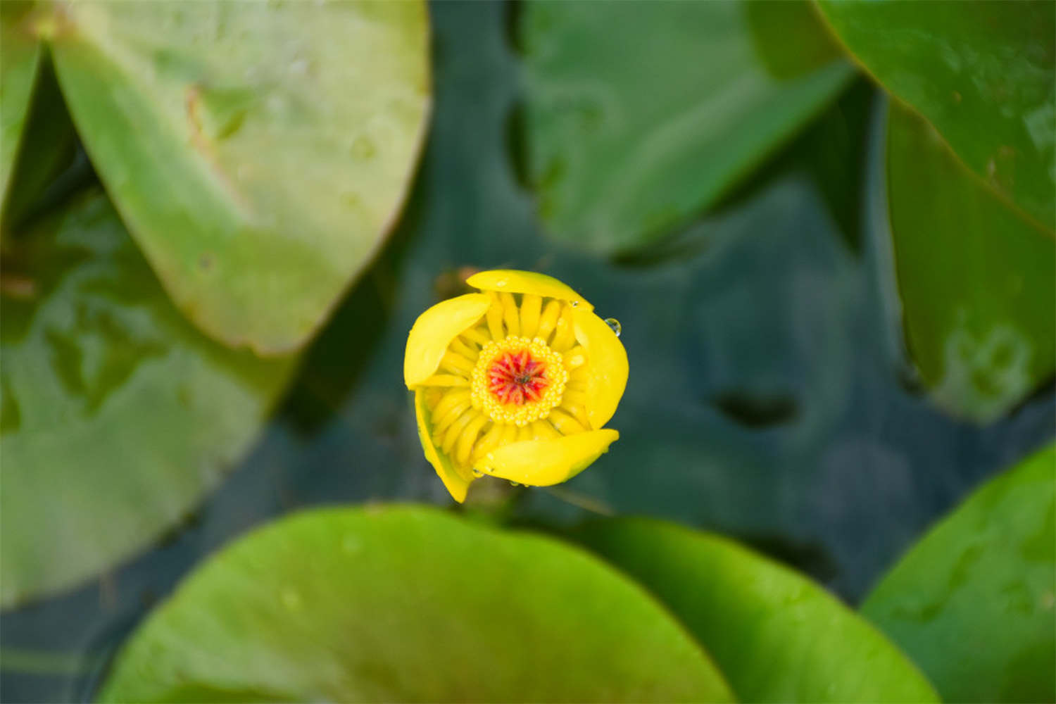 萍蓬草 萍蓬草
