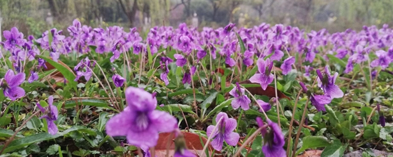 紫花地丁黄叶的原因和处理办法 紫花地丁黄叶的原因和处理办法