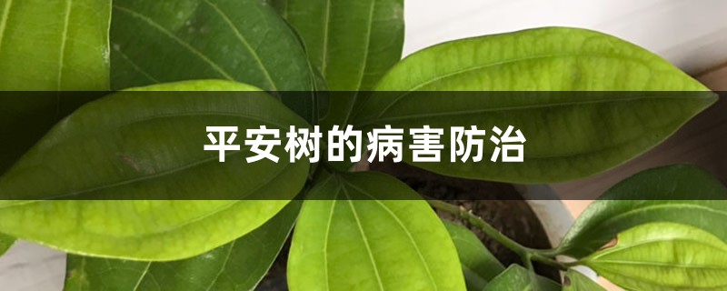 平安树的病害防治 平安树的病害防治
