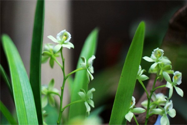 章鱼兰虫害及其防治 章鱼兰虫害及其防治