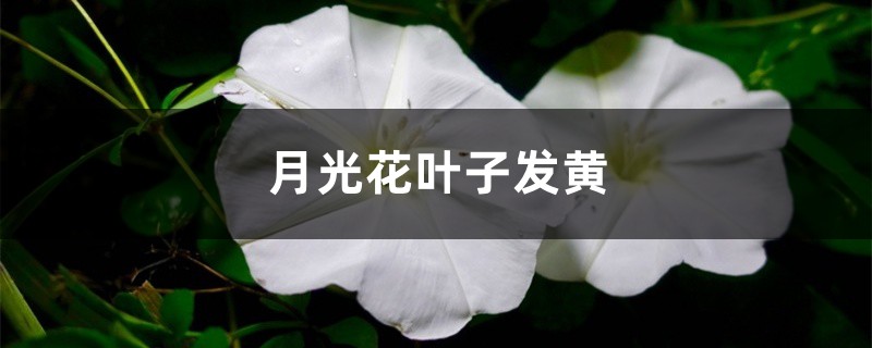 月光花黄叶的原因和处理办法 月光花黄叶的原因和处理办法