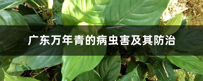 广东万年青的病虫害及其防治 广东万年青的病虫害及其防治
