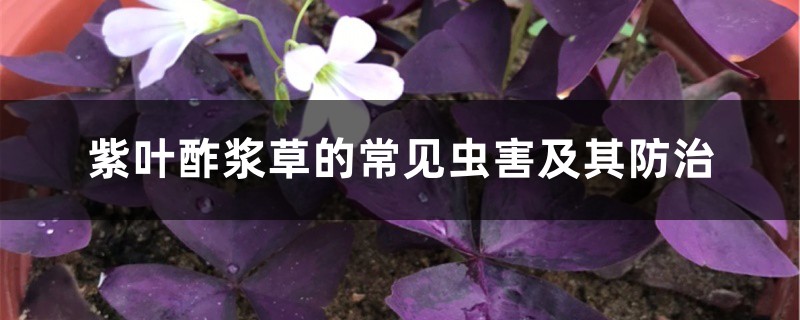 紫叶酢浆草的常见虫害及其防治 紫叶酢浆草的常见虫害及其防治