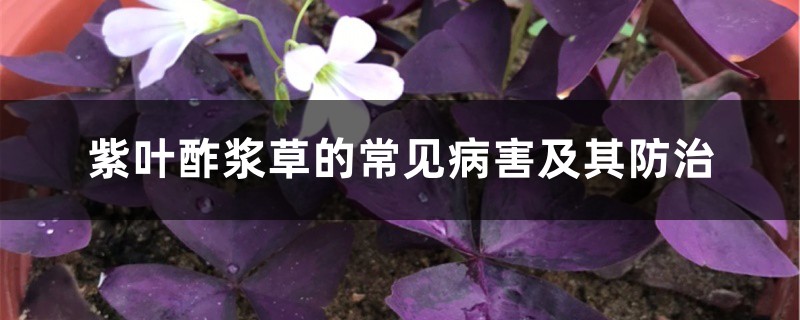 紫叶酢浆草的常见病害及其防治 紫叶酢浆草的常见病害及其防治
