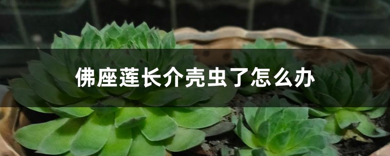 佛座莲长介壳虫了怎么办 佛座莲长介壳虫了怎么办