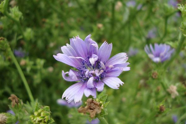 菊苣常见病虫害防治方法 菊苣常见病虫害防治方法