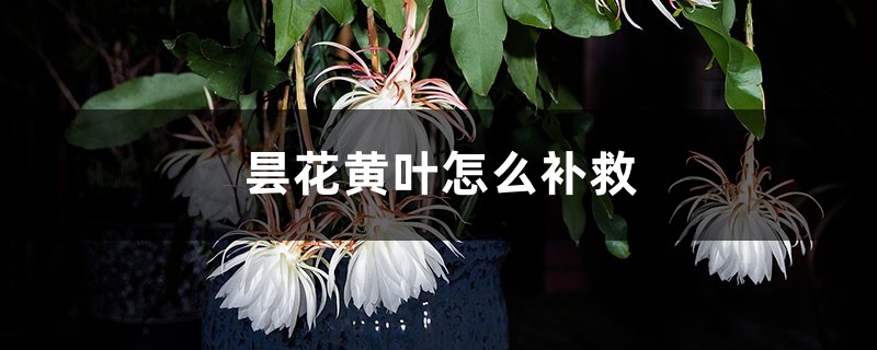 昙花黄叶的原因和处理办法 昙花黄叶的原因和处理办法