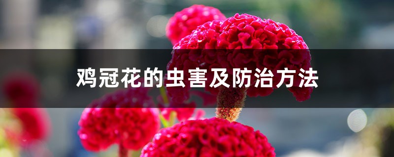 鸡冠花的虫害及防治方法 鸡冠花的虫害及防治方法