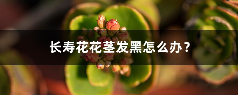 长寿花花茎发黑怎么办? 长寿花花茎发黑怎么办?