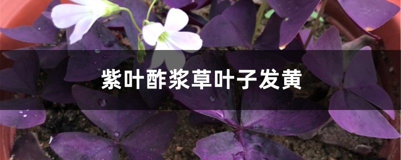 紫叶酢浆草黄叶的原因和处理办法 紫叶酢浆草黄叶的原因和处理办法