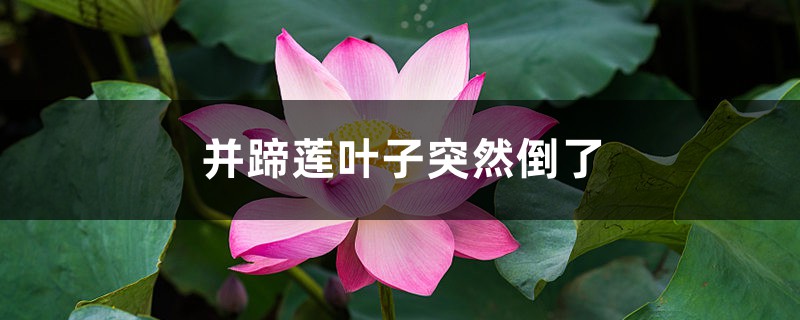 并蹄莲叶子突然倒了怎么办 并蹄莲叶子突然倒了怎么办