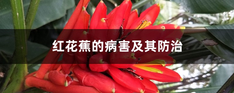 红花蕉的病害及其防治 红花蕉的病害及其防治